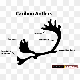 Caribou Antlers About - Double Shovel Caribou, HD Png Download - caribou png