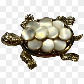 Chelonoidis, HD Png Download - turtle shell png