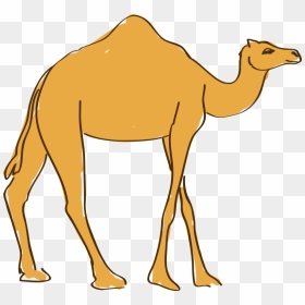 Graphic Transparent Download Camels Drawing Cartoon - Hình Vẽ Con Lạc Đà, HD Png Download - camel vector png