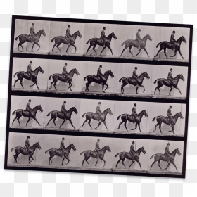 A Horse Moving Captured In Many Frames On This Contact - [horse Walking], HD Png Download - person walking side view png