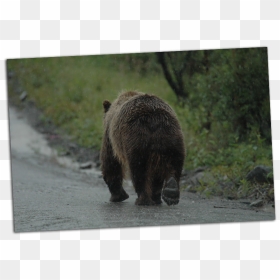 Grizzly Walking Away - Bear Walking Away, HD Png Download - walking away png
