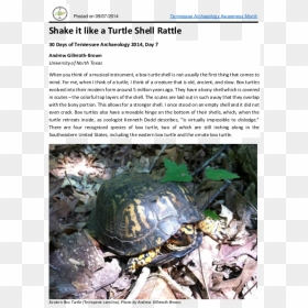 Tortoise, HD Png Download - turtle shell png