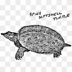 Spiny Softshell Turtle Clip Arts - Spiny Softshell Turtle Drawing, HD Png Download - turtle shell png