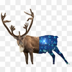 Antler, HD Png Download - caribou png