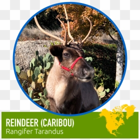Animals-03 - Elk, HD Png Download - caribou png