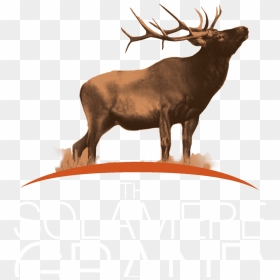 The Solamere Grand - Elk, HD Png Download - caribou png