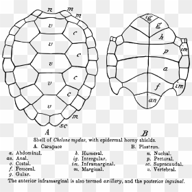 Sea Turtle Shell Structure, HD Png Download - vhv