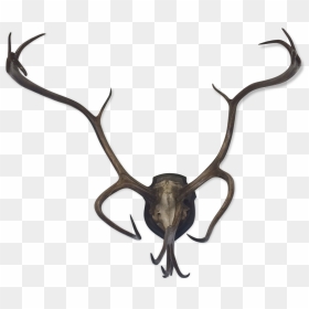 Former Reindeer Wood Trophy/caribou On Patch Massacre - Reindeer, HD Png Download - caribou png