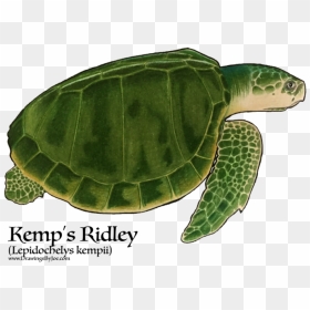 Hawksbill Sea Turtle , Png Download - Sea Turtles, Transparent Png - turtle shell png