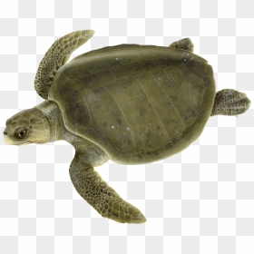 Witherington2018-6, HD Png Download - turtle shell png
