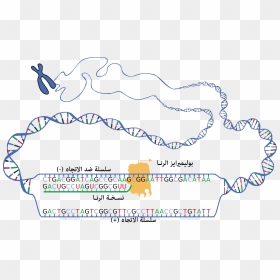 Dna Ranscription Ar - Basic Subunit Of Dna, HD Png Download - ar png
