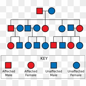 Pedigree Chart For Achondroplasia, HD Png Download - rorschach png