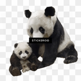 Panda And Baby - Transparent Giant Panda Png, Png Download - oso png