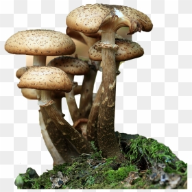Forest Mushroom Png, Transparent Png - fungi png
