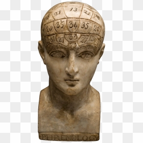 Bust, HD Png Download - bust png