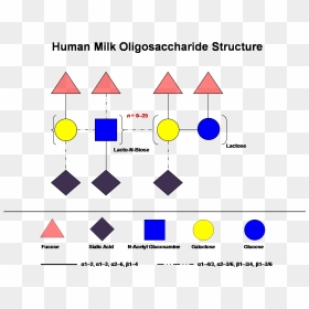 Human Milk Oligosaccharides Structure, HD Png Download - structure png