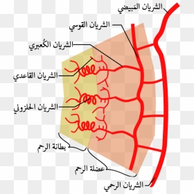Uterine Arterial Vasculature-ar - شرايين الرحم, HD Png Download - ar png