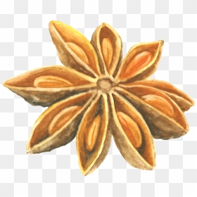 Anise Seed Drawing, HD Png Download - seed of life png