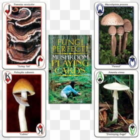 Fp"s Original Mushroom Playing Cards - Old Growth Forest, HD Png Download - fungi png