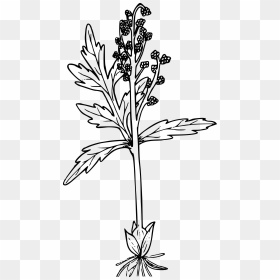 Lance-leaved Grapefern Clip Arts - Portable Network Graphics, HD Png Download - lance png