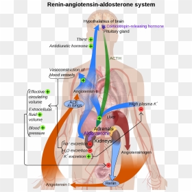 Renin Angiotensin System คือ, HD Png Download - shadow man png