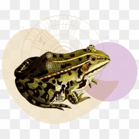 Ecommerce-copywriter - Northern Leopard Frog, HD Png Download - damn png