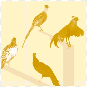 Cchorus Icons Nhmmassdsp, HD Png Download - graphic design icon png