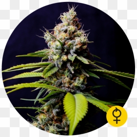 Blueberry 420 Auto Feminised Cannabis Seeds - Blueberry 420 Auto The Bulldog Seeds, HD Png Download - 420 blaze it png