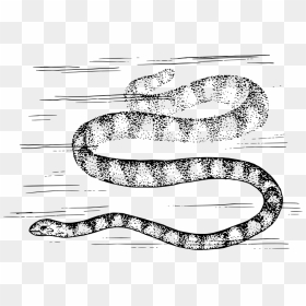 Sea Snake - Snake Drawing, HD Png Download - venom snake png