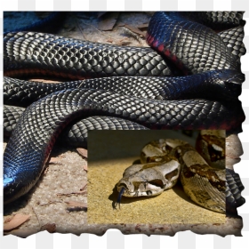 Picture - Red Belly Black Snake Head, HD Png Download - venom snake png