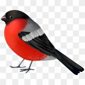 Red Black Bird Png Clip Art 2560 Of A, Transparent Png - red bird png
