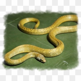 Indian Rat Snake - Serpent, HD Png Download - venom snake png
