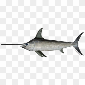 Swordfish General Commercial Permit Retention Limit - Swordfish Transparent, HD Png Download - swordfish png