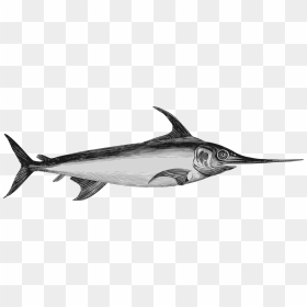 Swordfish 2 Clip Arts - Marlin Espadon Difference, HD Png Download - swordfish png