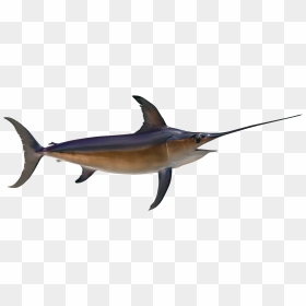 Swordfish - Fish With Pointed Head, HD Png Download - swordfish png