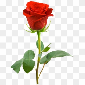 Red Rose Full Hd, HD Png Download - rose .png