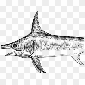 Swordfish Drawing Clipart , Png Download - Swordfish Drawing, Transparent Png - swordfish png