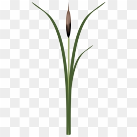 Thumb Image - Monocotyledon, HD Png Download - cattails png