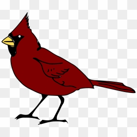 Cardinal Bird In Red Color Clip Art - Free Clip Art Bird, HD Png Download - red bird png
