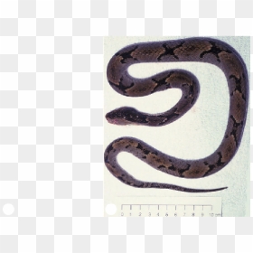 Serpent, HD Png Download - venom snake png