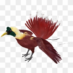 Red Bird Of Paradise - Bird Of Paradise Bird Png, Transparent Png - red bird png