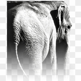 Indian Elephant, HD Png Download - minglee png