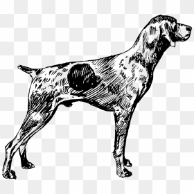 German Shorthaired Pointer German Wirehaired Pointer - German Shorthair Pointer Coloring, HD Png Download - pointers png