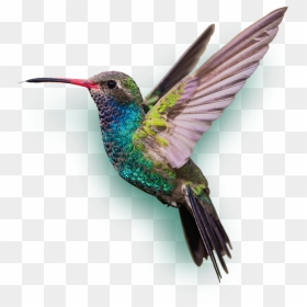 Hummingbird Png, Transparent Png - humming bird png