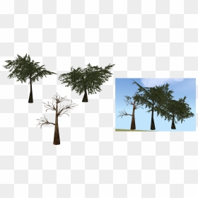 Moss Transparent Tree Png , Png Download - Pond Pine, Png Download - tree png transparent