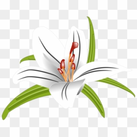Free Lily Graphic, HD Png Download - lilly png