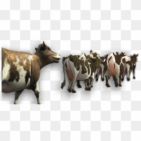 Herd Of Cattle Png , Png Download - Herd Of Cows Png, Transparent Png - cattle png