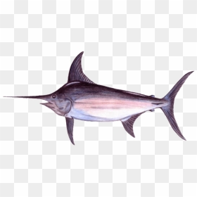 Real Good Fish - Atlantic Blue Marlin, HD Png Download - swordfish png