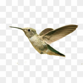 Hummingbird Png, Download Png Image With Transparent - Flying Small Bird Png, Png Download - humming bird png