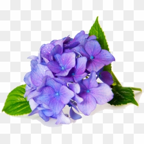 Fragrance Oil Violet , Png Download - Hydrangea, Transparent Png - violet png